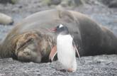 Um pequeno pinguim gentoo e um gigantesco elefante-marinho dividem a mesma praia em Prion Island, na Geórgia do Sul (foto de Marla Barker)